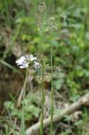 Слика од Scirpus sylvaticus L.