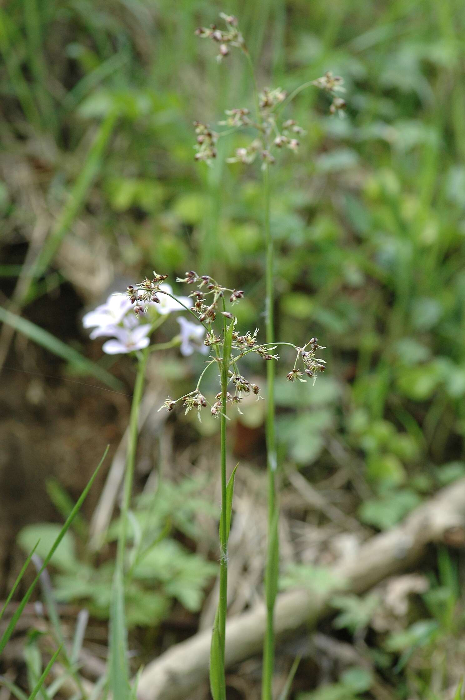 Image of Sedges