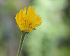 Image of southeastern sneezeweed