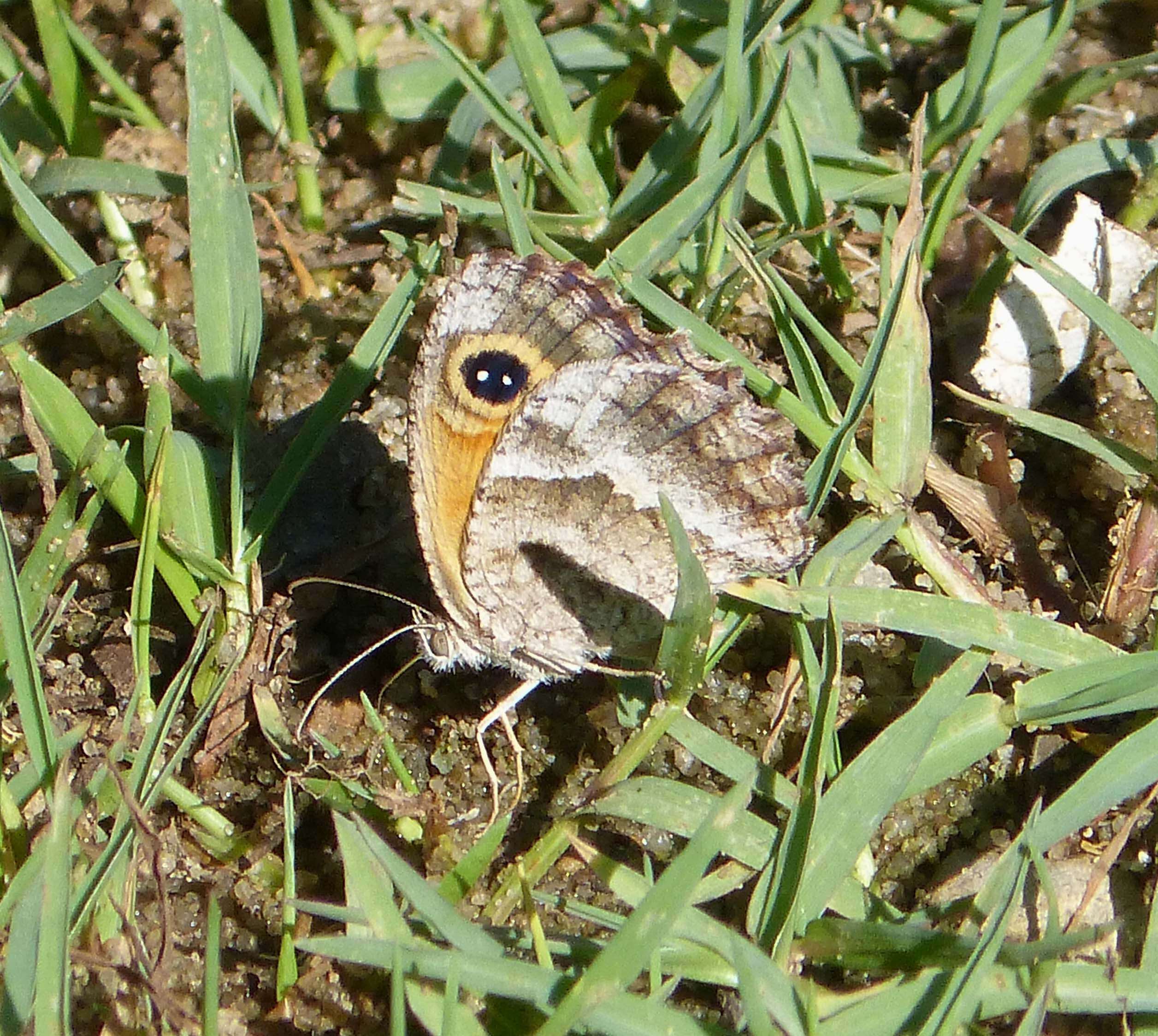 Слика од Pyronia cecilia Vallantin 1894