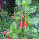 Imagem de Fuchsia scabriuscula Benth.