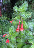 Imagem de Fuchsia scabriuscula Benth.