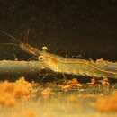 Image of Caridina malawensis