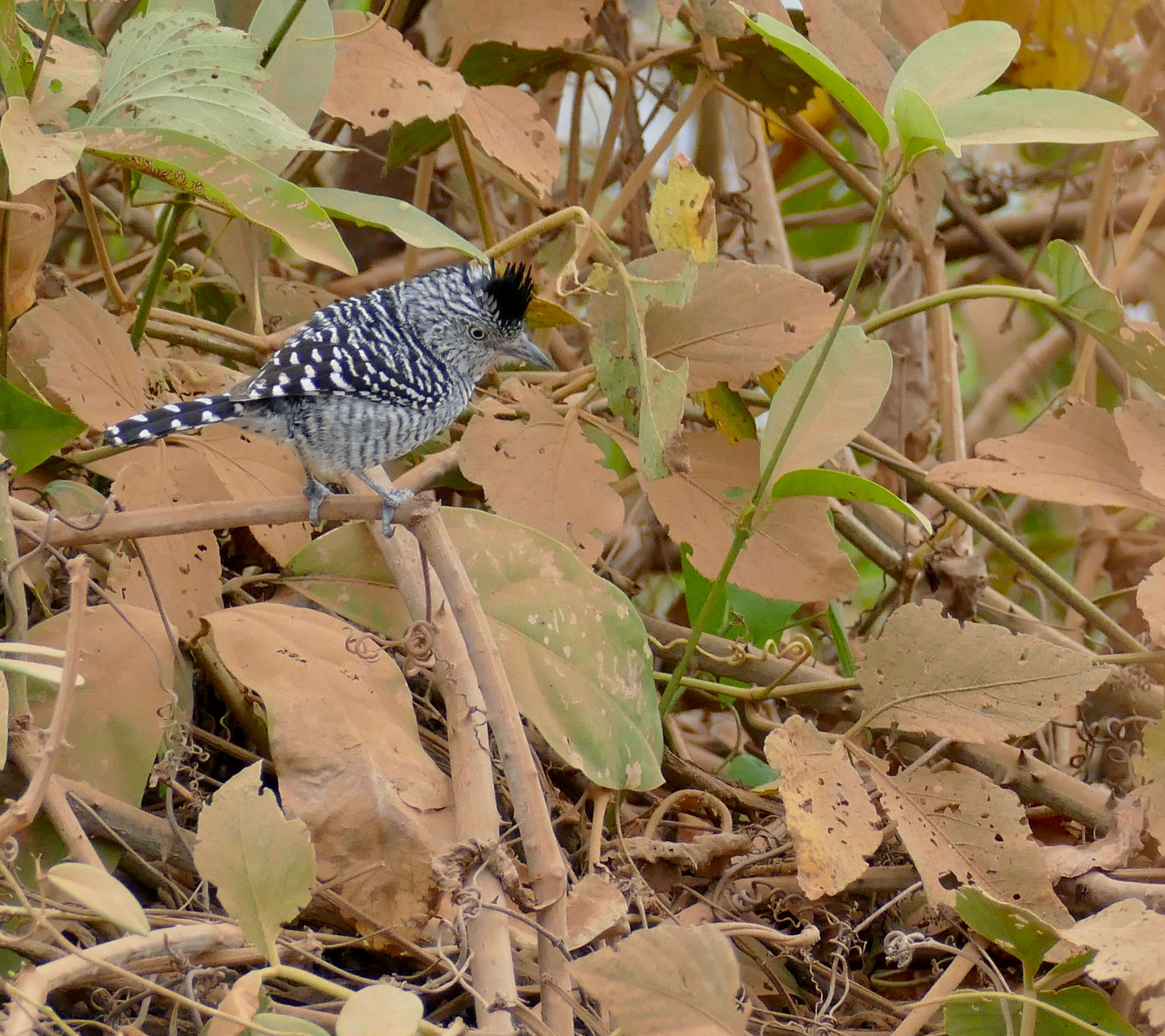 Image of Barred Antshrike