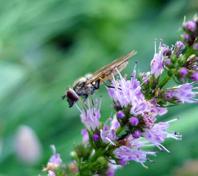 Image of Platycheirus