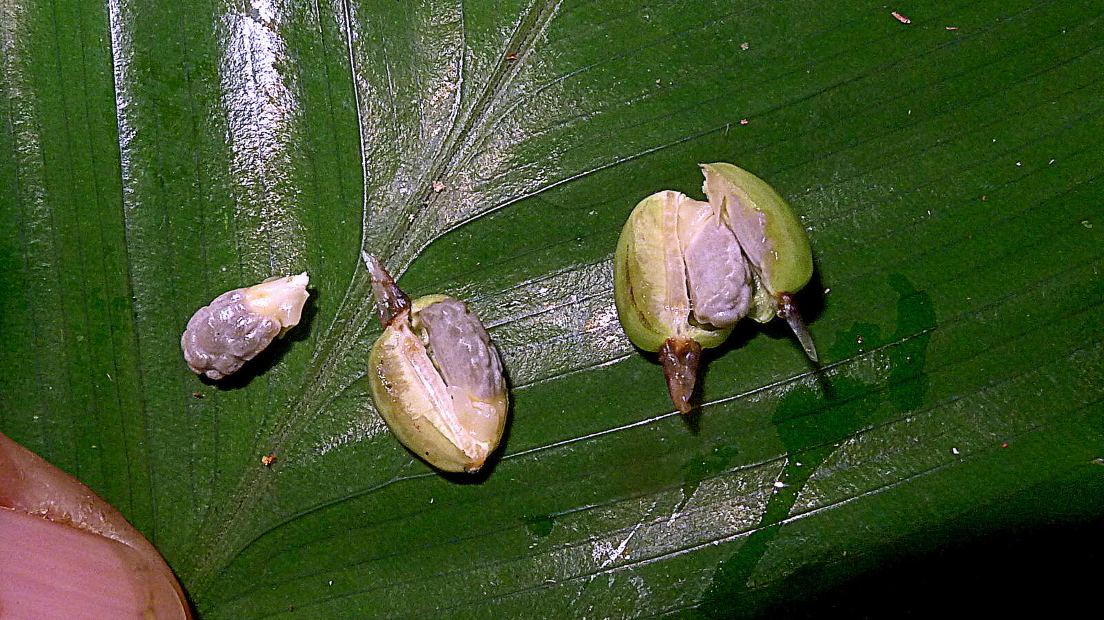 Image de Goeppertia brasiliensis (Körn.) Borchs. & S. Suárez