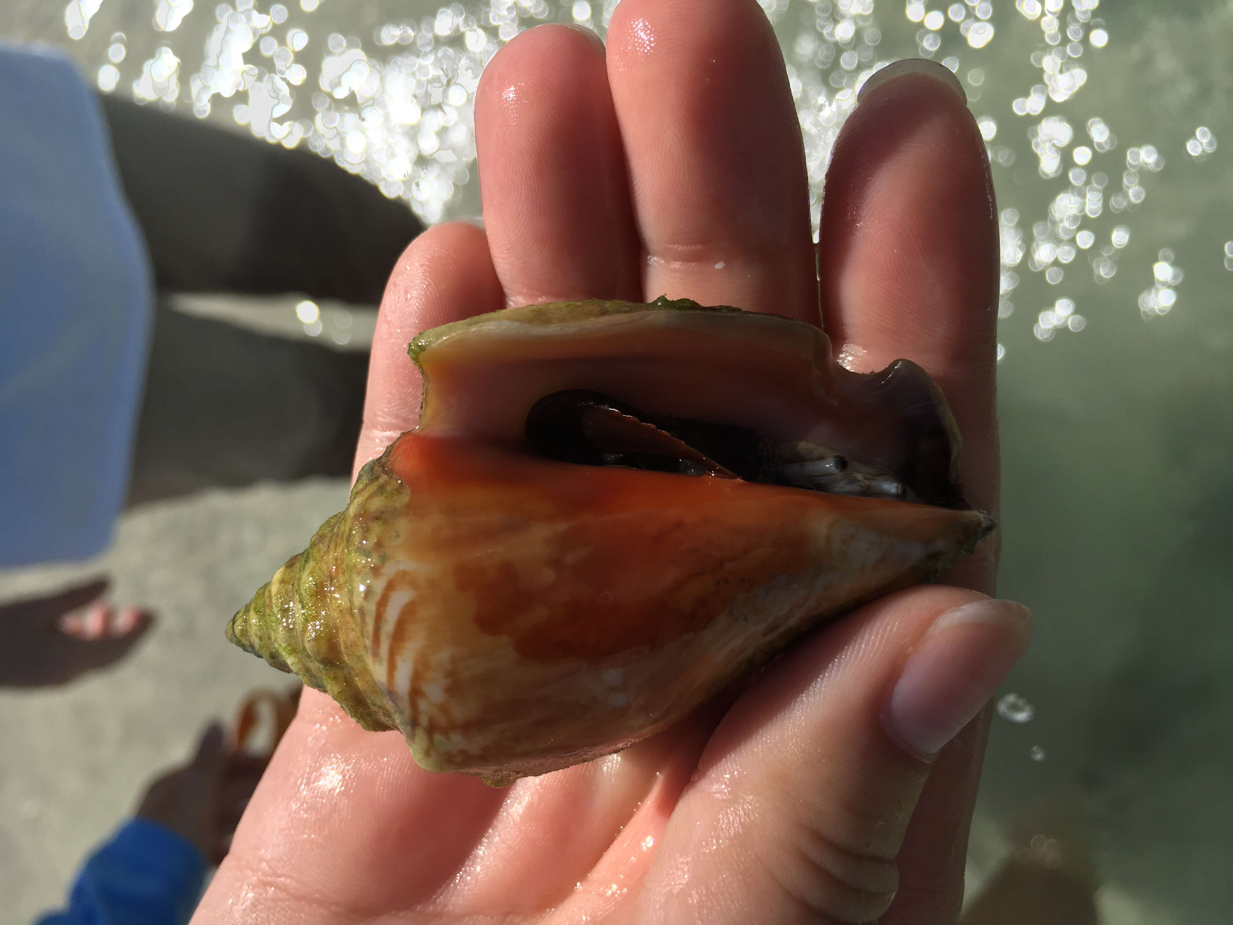 Image of Florida fighting conch