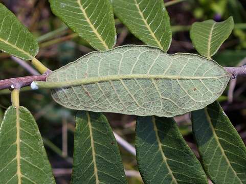 Image of Mama Cadela