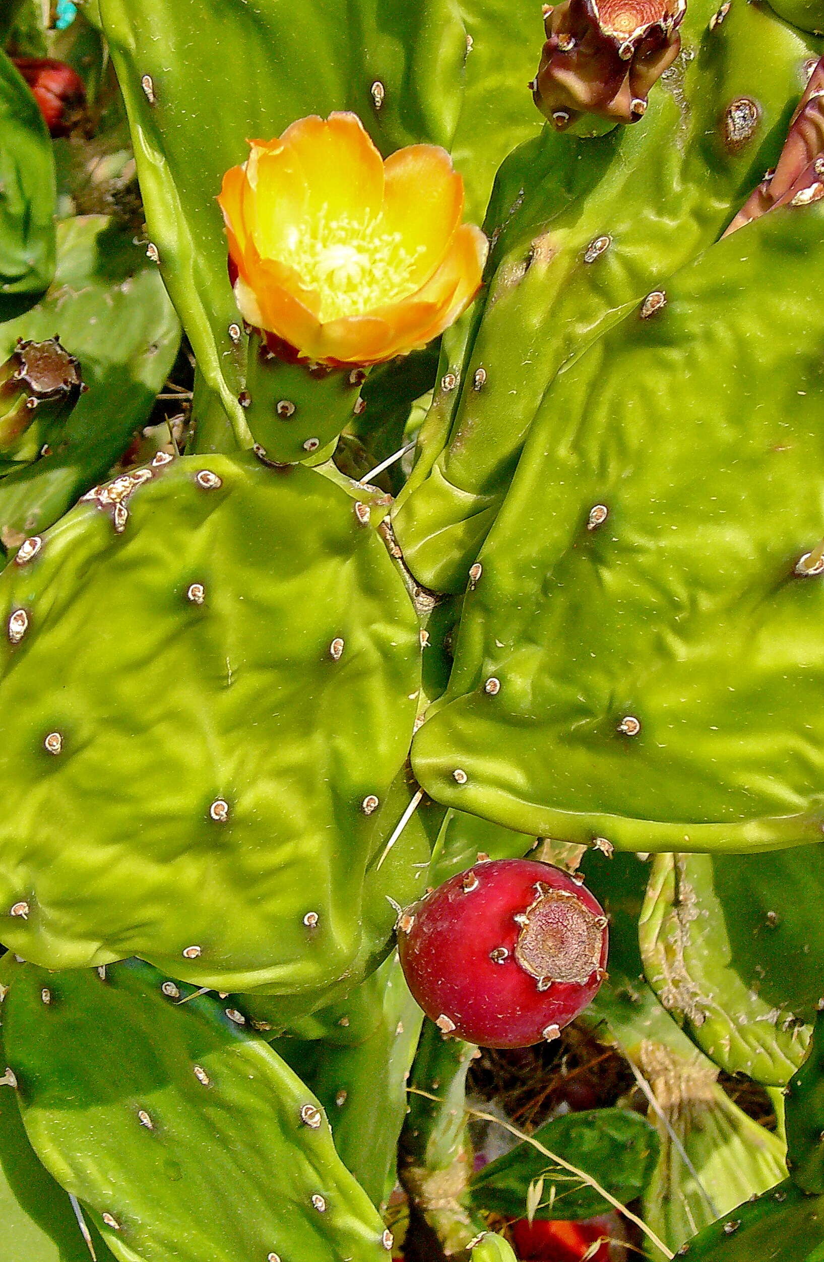 Imagem de Opuntia ficus-indica (L.) Mill.