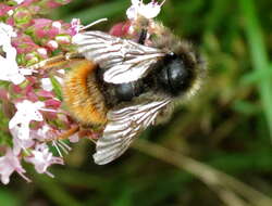 Image of Bumblebees