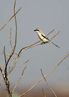 Image of Chinese Grey Shrike