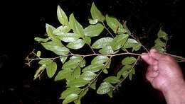 Image de Phyllanthus gradyi M. J. Silva & M. F. Sales