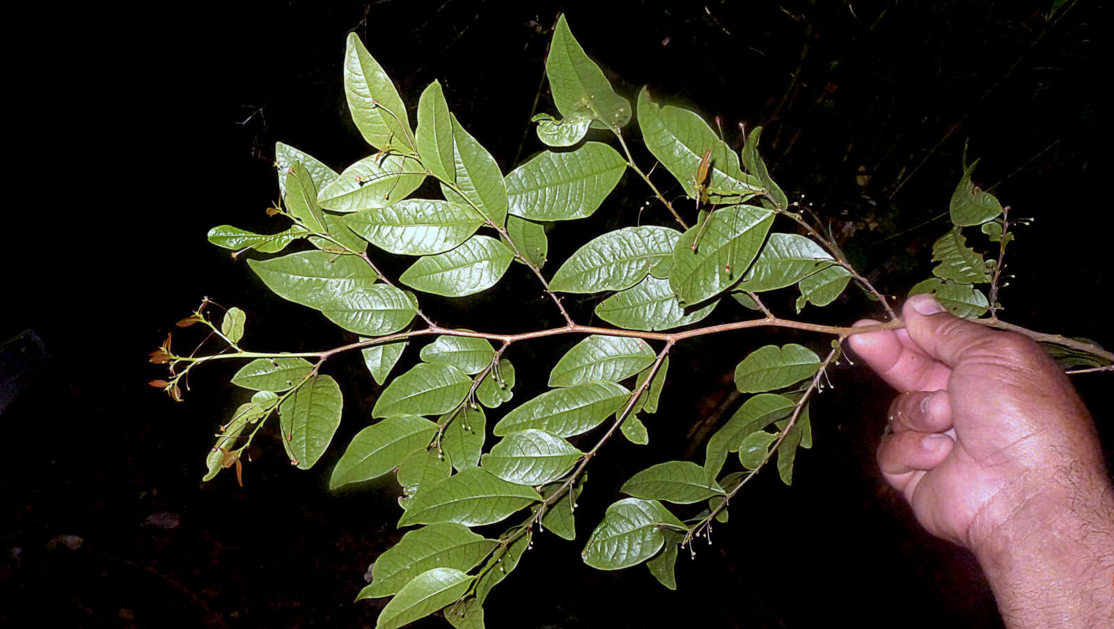 Image de Phyllanthus gradyi M. J. Silva & M. F. Sales
