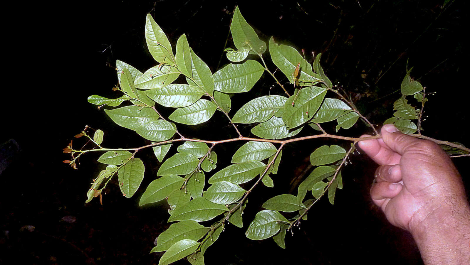 Plancia ëd Phyllanthus gradyi M. J. Silva & M. F. Sales