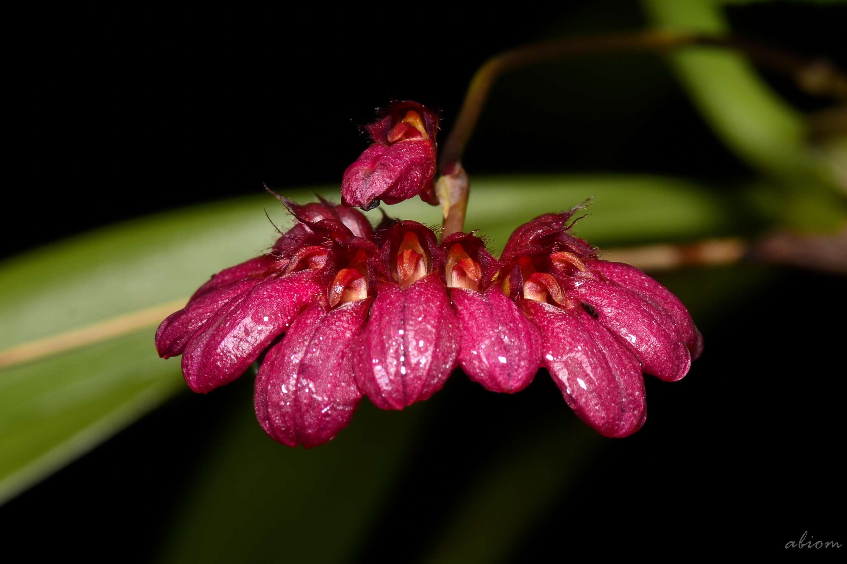 Image de Bulbophyllum corolliferum J. J. Sm.