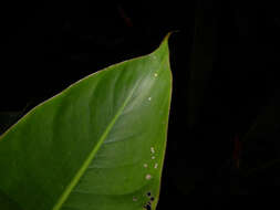 Image of Heliconia osaensis Cufod.