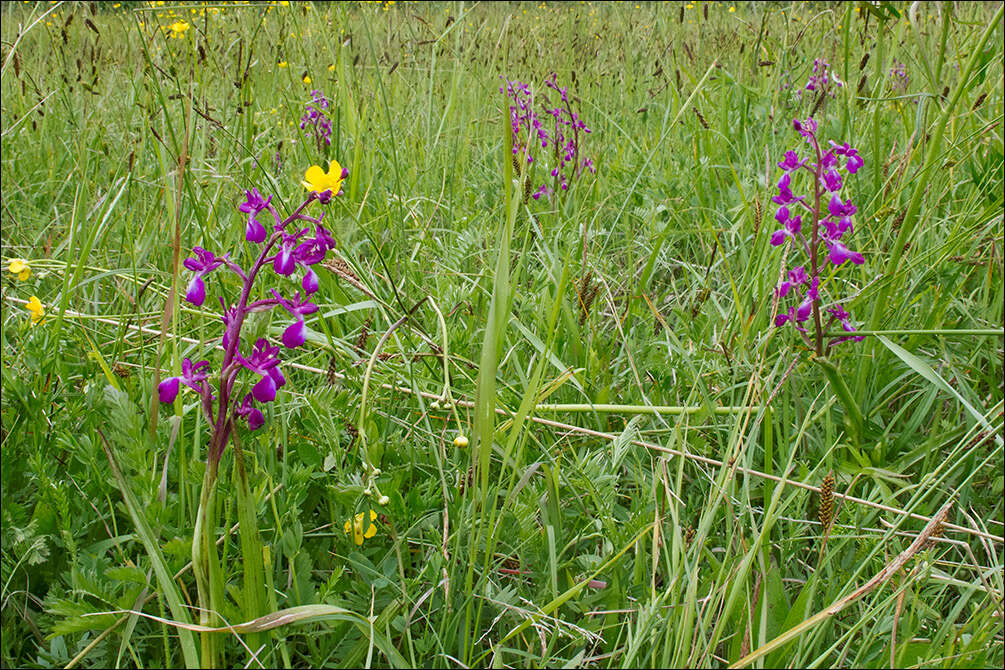 Image of Loose-flowered orchid