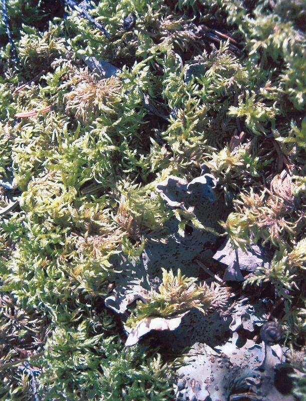 Image of tortella moss