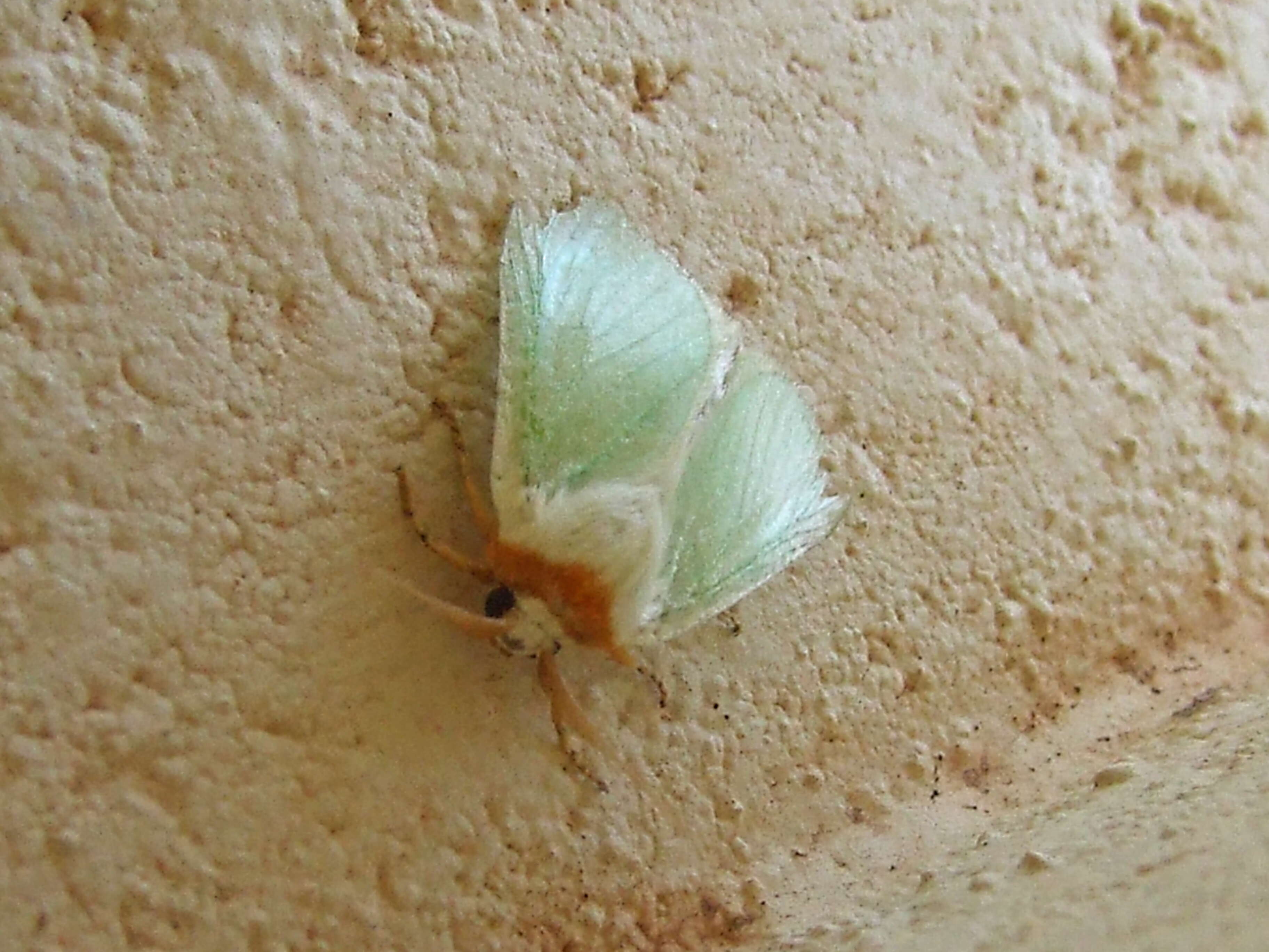 Image of slug caterpillar moths