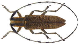 Image of Agapanthia villososviridescens