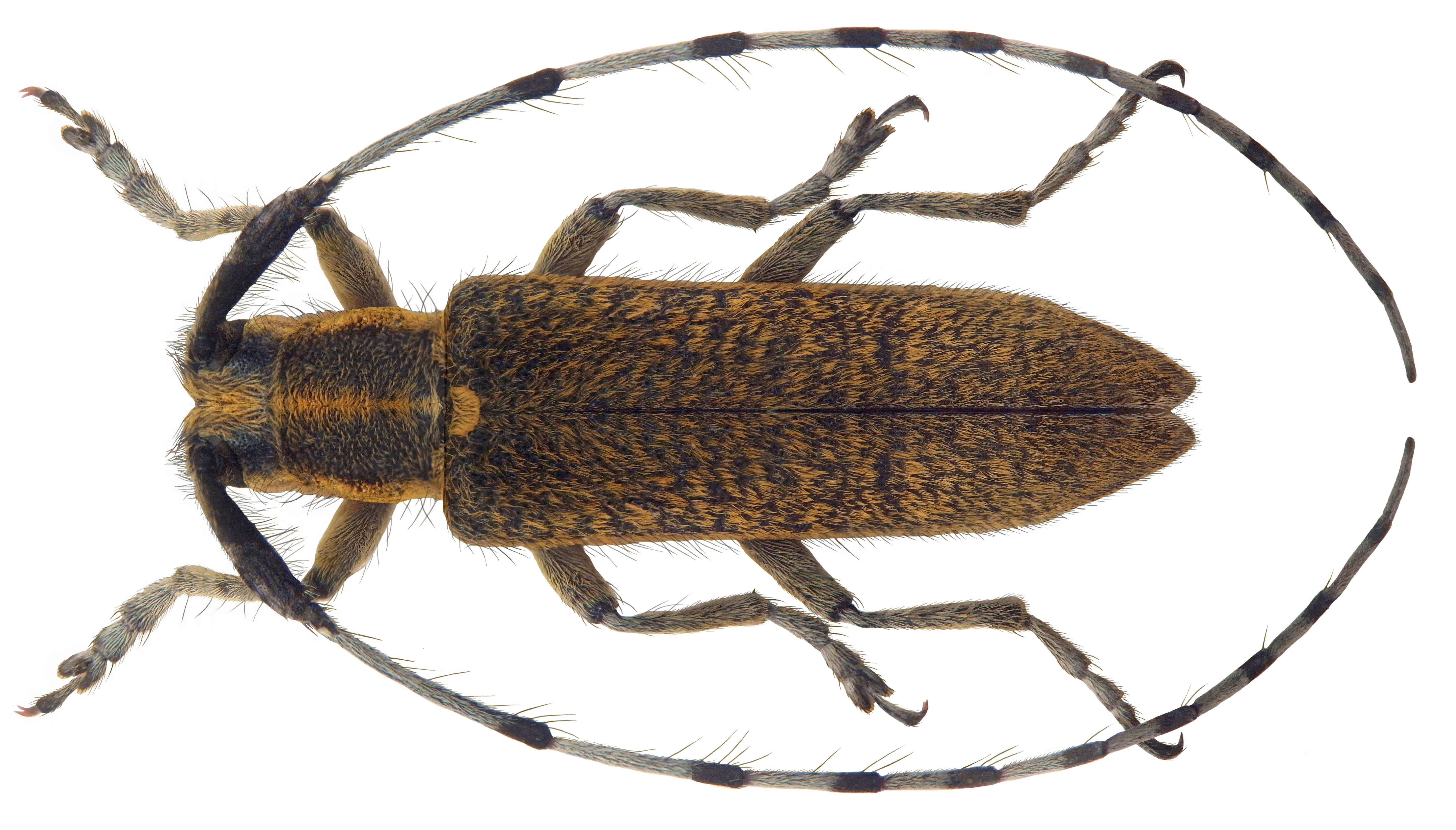 Image of Agapanthia villososviridescens
