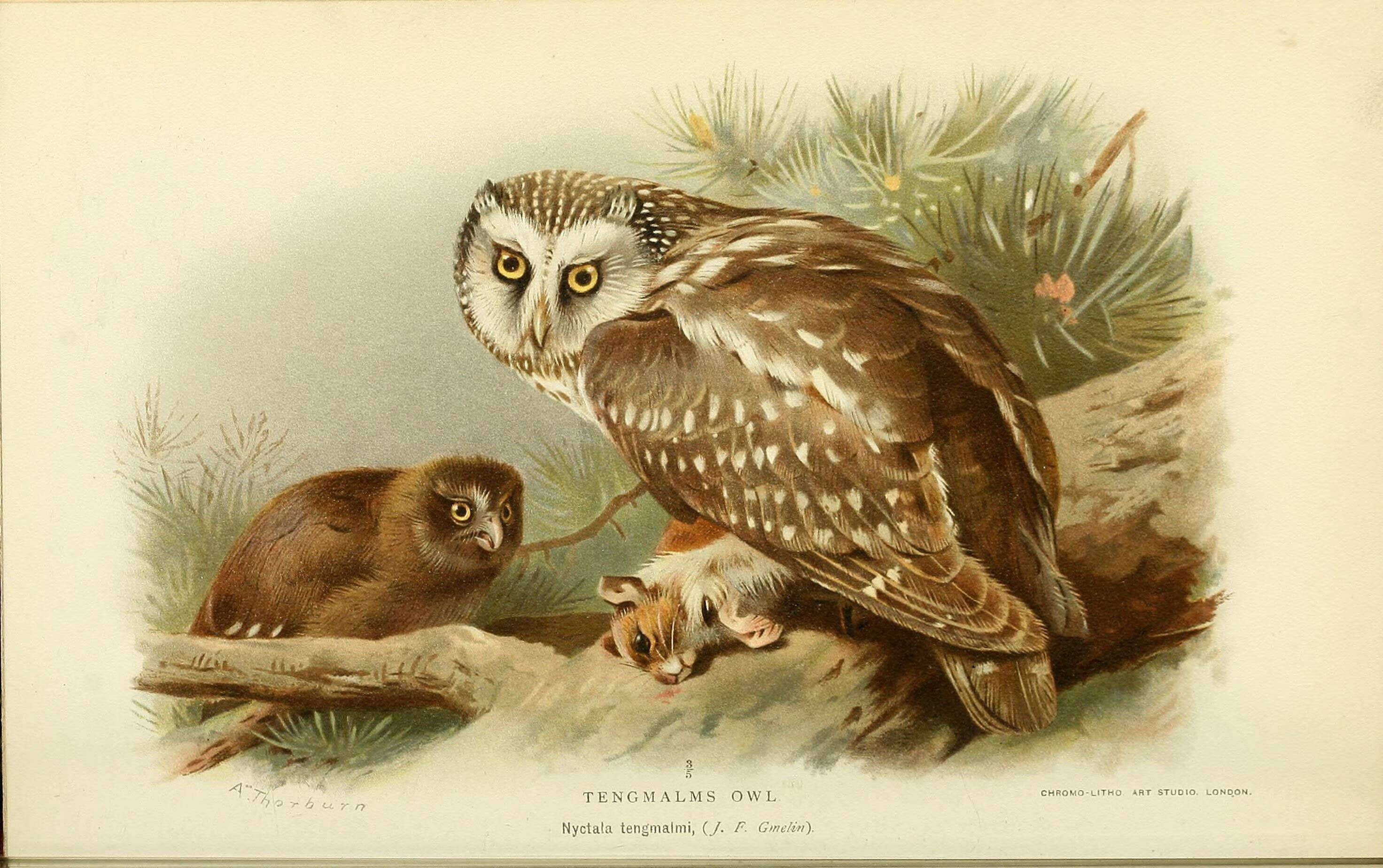 Image of Boreal Owl