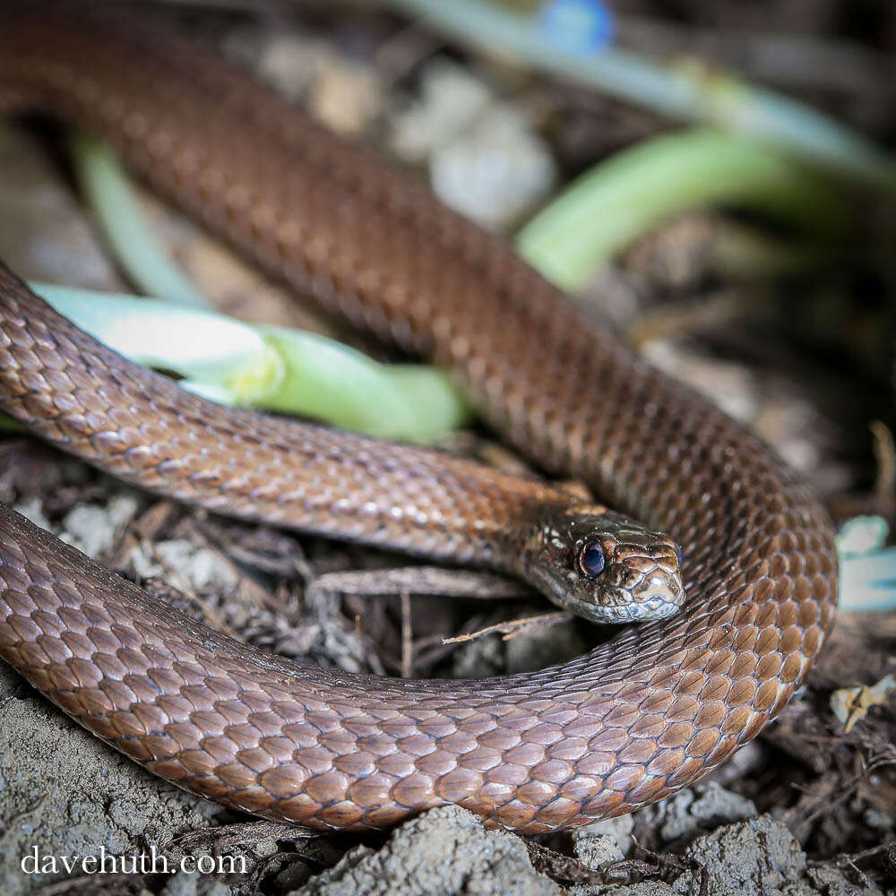 Image of brown-bellied snakes