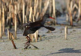 Image of African Rail