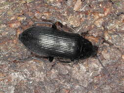 Image of false darkling beetles