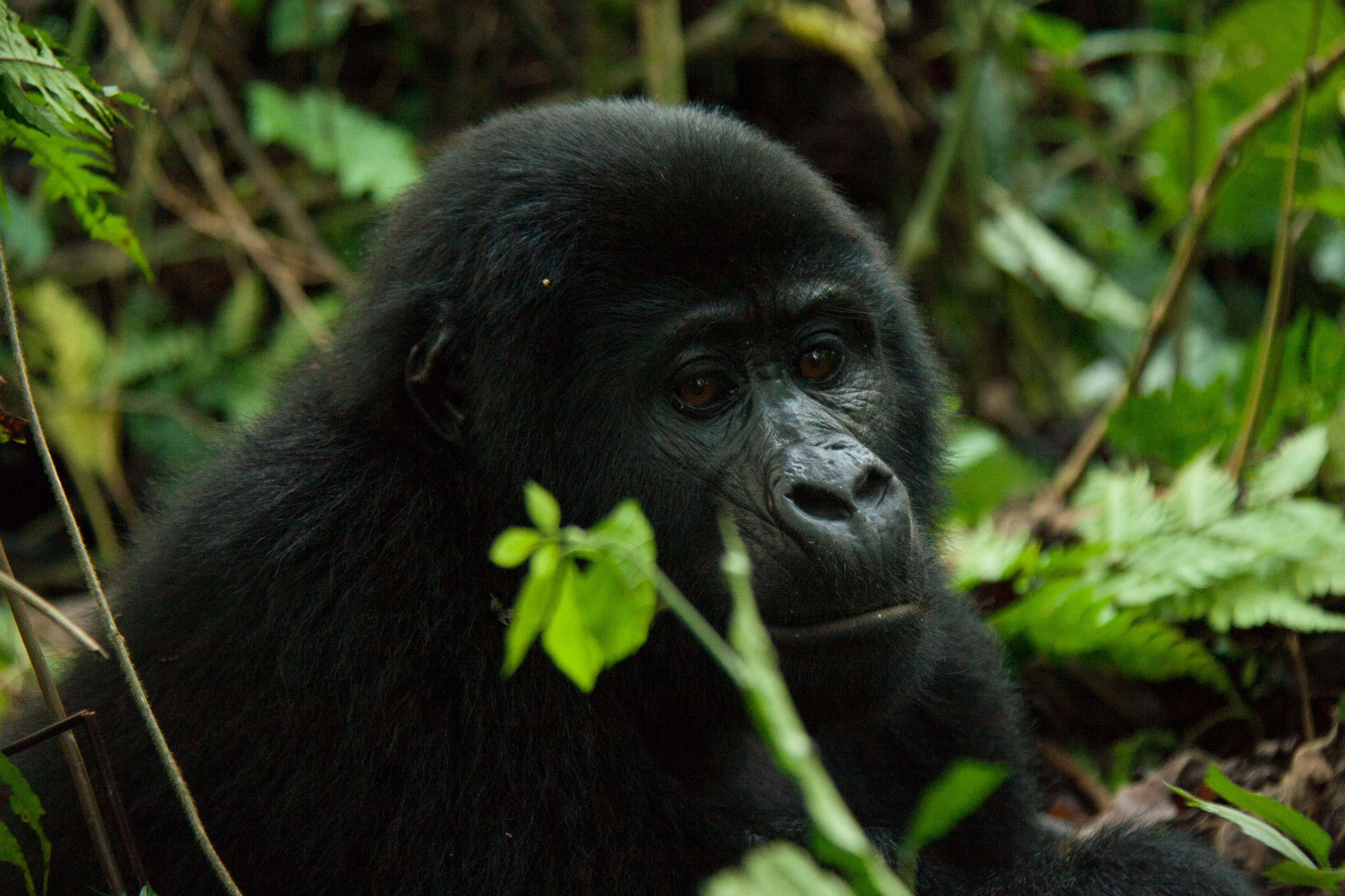 Image of Mountain Gorilla