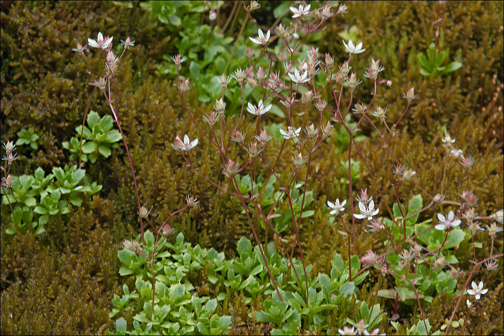 Image of Micranthes engleri (Dalla Torre) Galasso, Banfi & Soldano