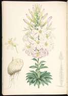 Image of Washington lily