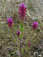 Image of field cow-wheat