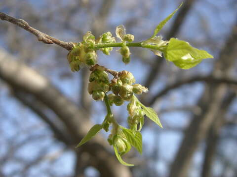 Image of Southern Hackberry