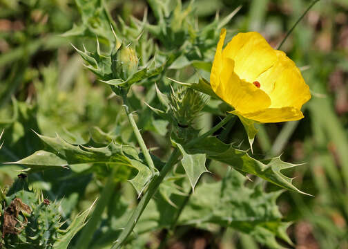 Image of Mexican pricklypoppy