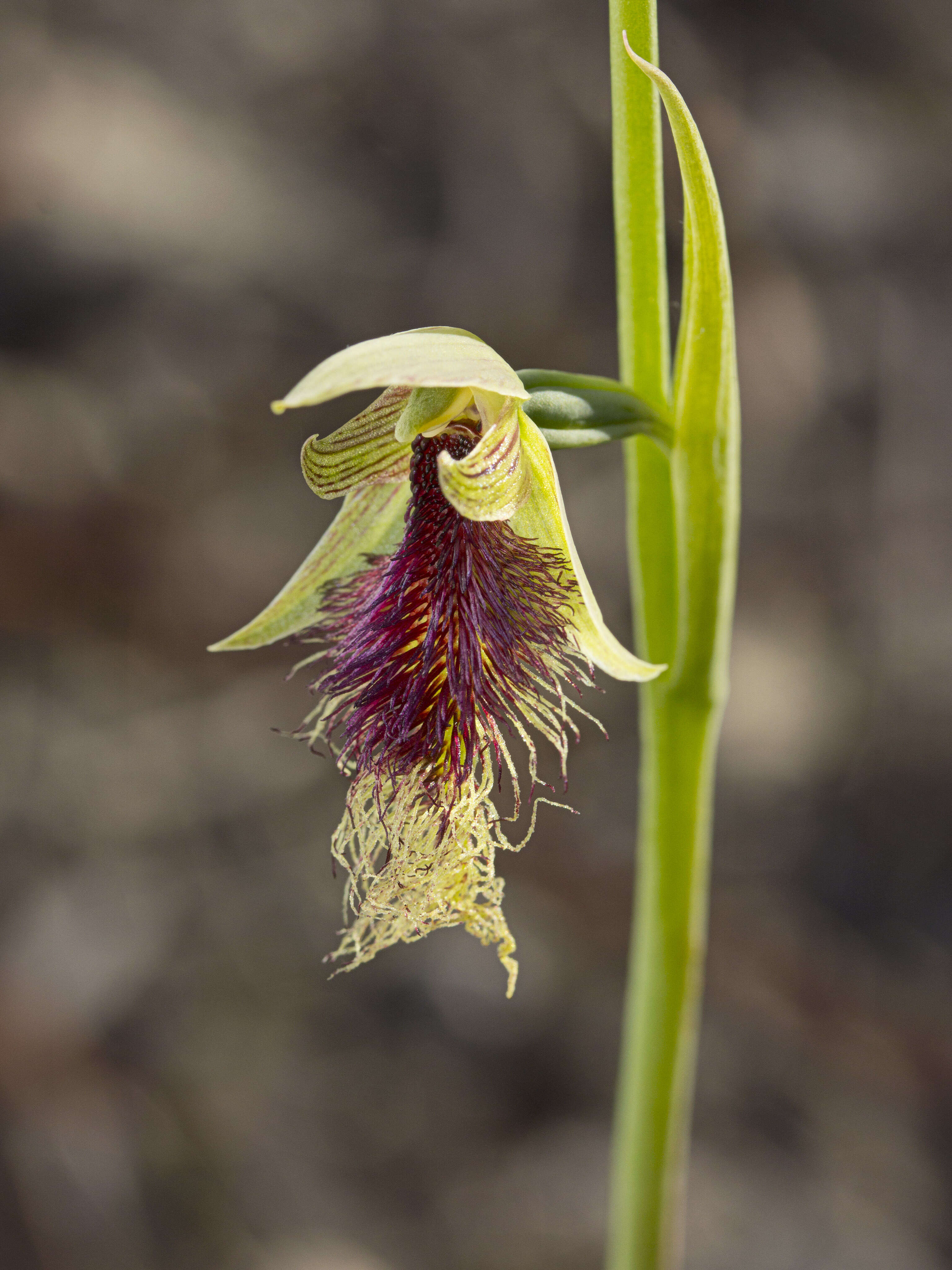 Imagem de Calochilus platychilus D. L. Jones