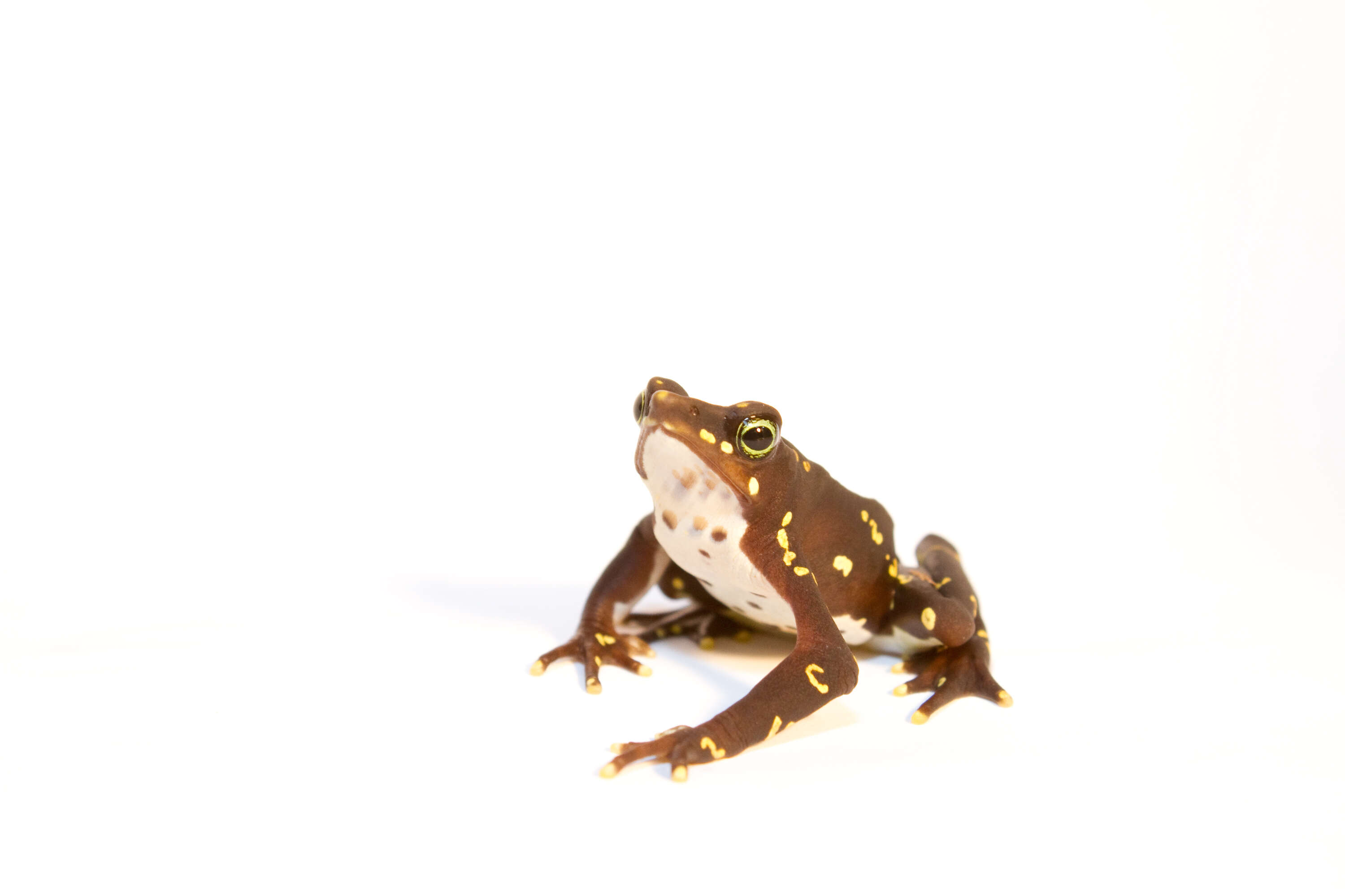 Image of harlequin frogs