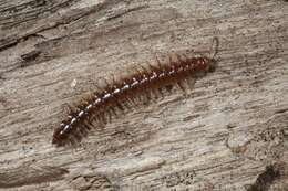 Image of millipedes