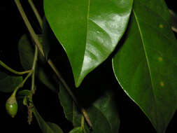 Image of Maripa nicaraguensis Hemsl.