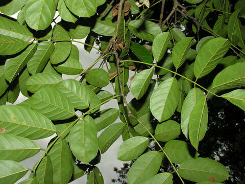 Image of Lonchocarpus macrophyllus Kunth