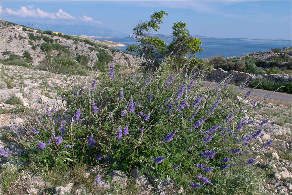 Image of Chaste-tree