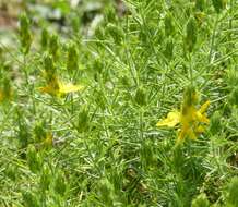 صورة Genista hirsuta M. Vahl