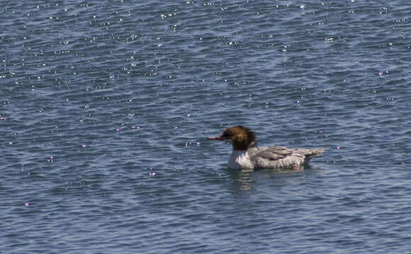 Image of Mergus merganser americanus Cassin 1852