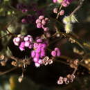 Sivun Cyathocline purpurea (Buch.-Ham. ex D. Don) Kuntze kuva
