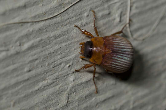 Sivun Nipponoserica peregrina (Chapin 1938) kuva