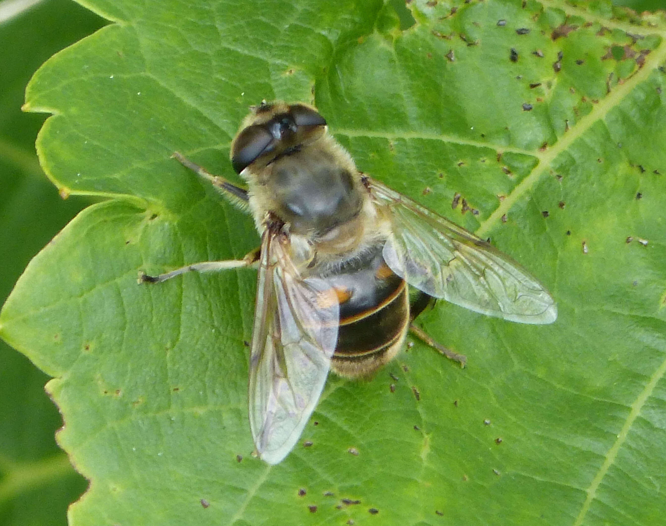 Image of drone fly