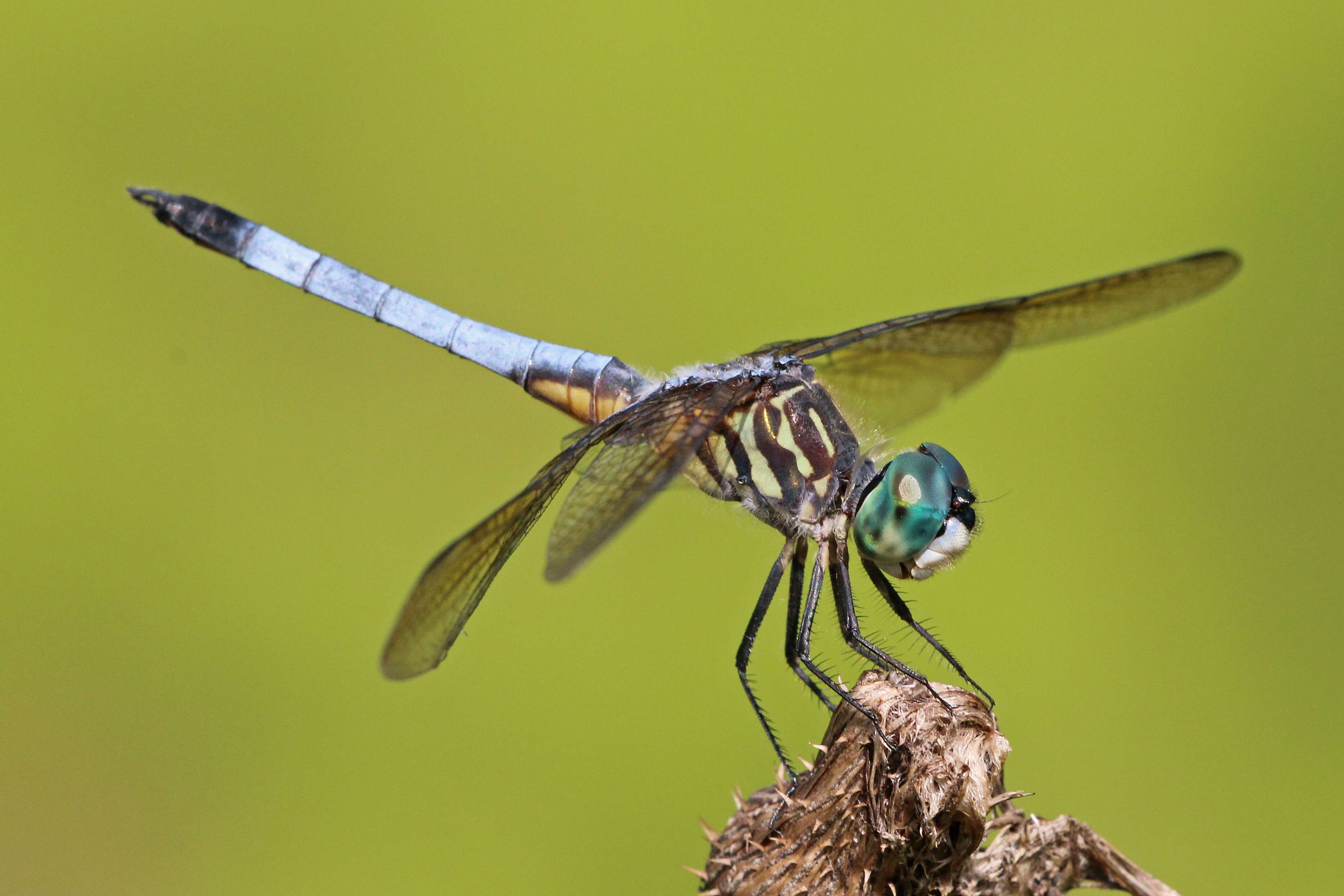 Image of Blue Dasher