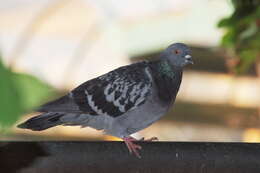 Image of Common Pigeon