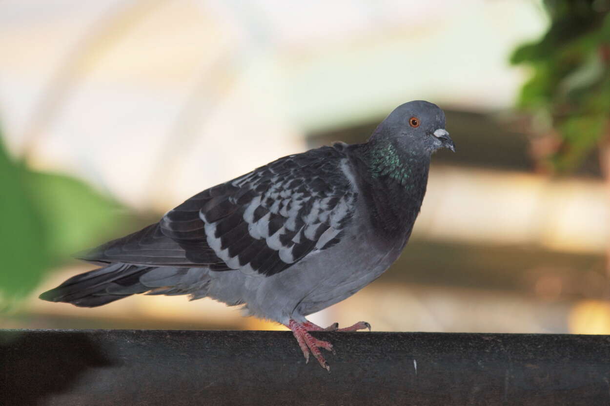 Image of Common Pigeon