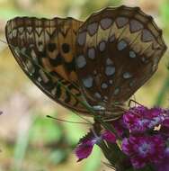 Image of Greater Fritillaries